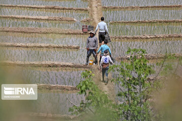 Rice cultivation in Iran’s North Khorasan prov