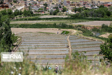 Rice cultivation in Iran’s North Khorasan prov