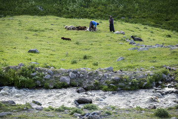 شروع فصل کوچ عشایر و پشم چینی گوسفندان در ارتفاعات سبلان