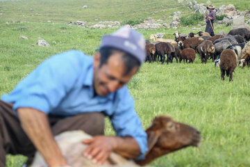 شروع فصل کوچ عشایر و پشم چینی گوسفندان در ارتفاعات سبلان