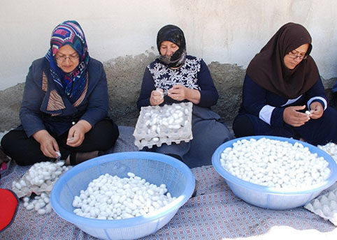 جهش تولید در عرصه نوغانداری با همت زنان روستایی