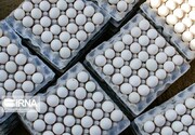 ۱۰۰ هزار تن تخم‌مرغ از کشور صادر شد