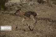 برخورد قانونی درانتظار شکارکنندگان نوزادان جانوران وحشی درمازندران 