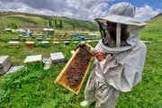 شرکت شهرک‌های صنعتی خراسان شمالی از زنبورداران حمایت مالی می‌کند 