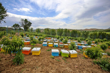 مزارع پرورش زنبور عسل در بجنورد