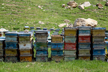 مزارع پرورش زنبور عسل در بجنورد