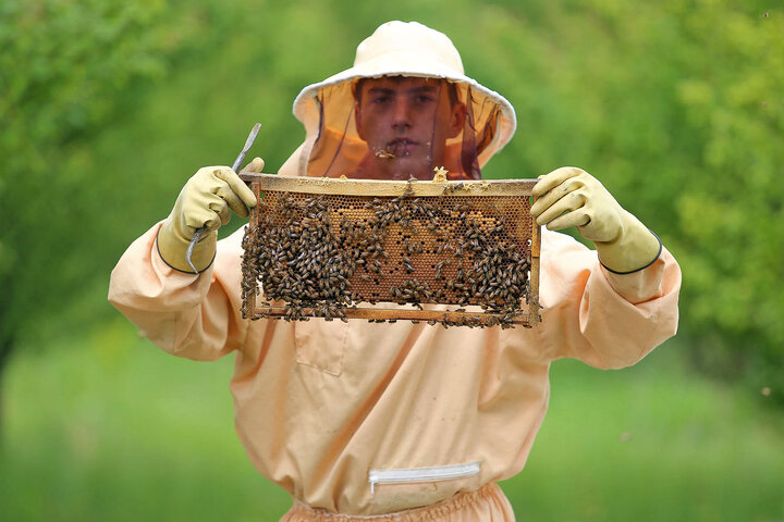کام شیرین آذربایجان غربی با رتبه اول تولید عسل
