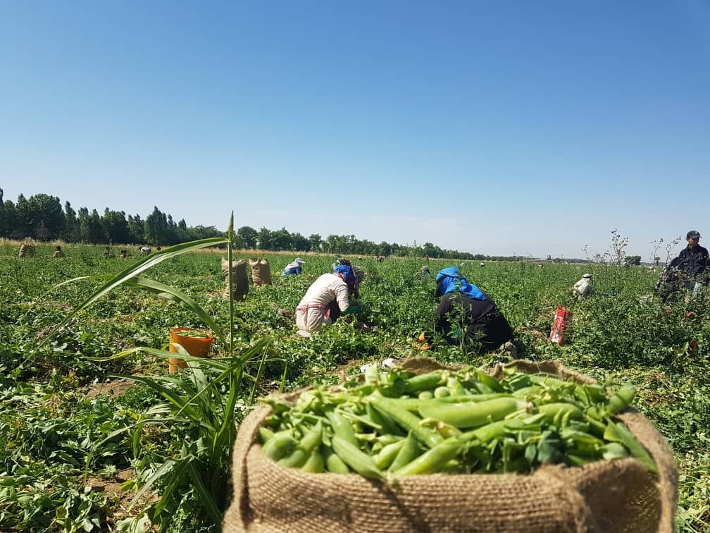 برداشت نخود فرنگی و باقلا از طارم آغاز شد
