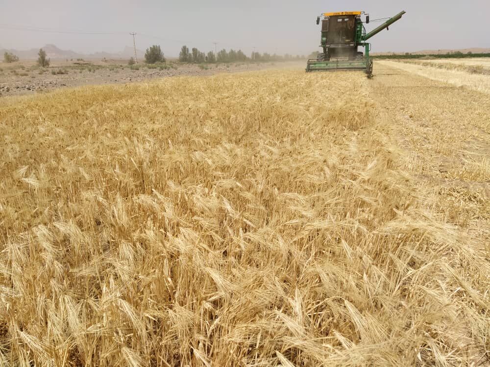 تولید گندم آرادان امسال ۱۸ هزارتن برآورد شد