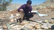 پیش‌بینی برداشت ۵۰ تن ماهی از دریاچه سد سلمان فارسی در حوزه جهرم