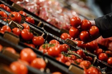  برداشت گوجه‌فرنگی از مزارع آذربایجان‌غربی آغاز شد