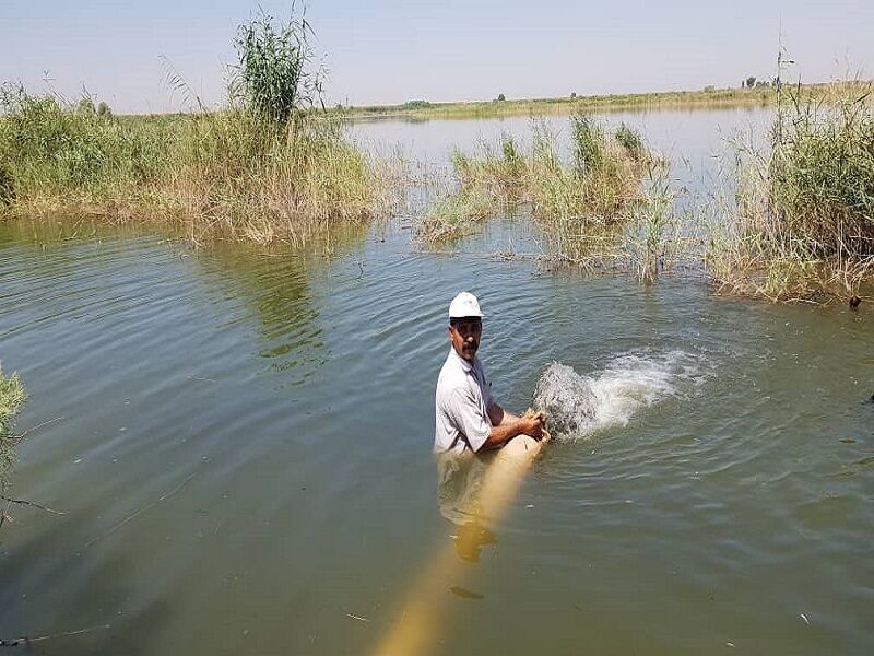 رهاسازی ۴۲ میلیون بچه ماهی در پهنه آبی گلستان 