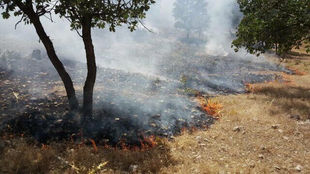 آتش به جان پوشش گیاهی سیاخ دارنگون شیراز افتاد