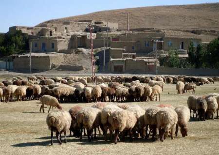 سالانه 100 راس بره نر اصلاح شده در شیروان توزیع می‌شود
