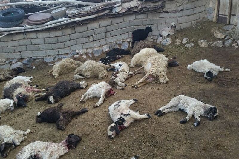 گرگ‌ها 15 راس گوسفند را در نمین دریدند