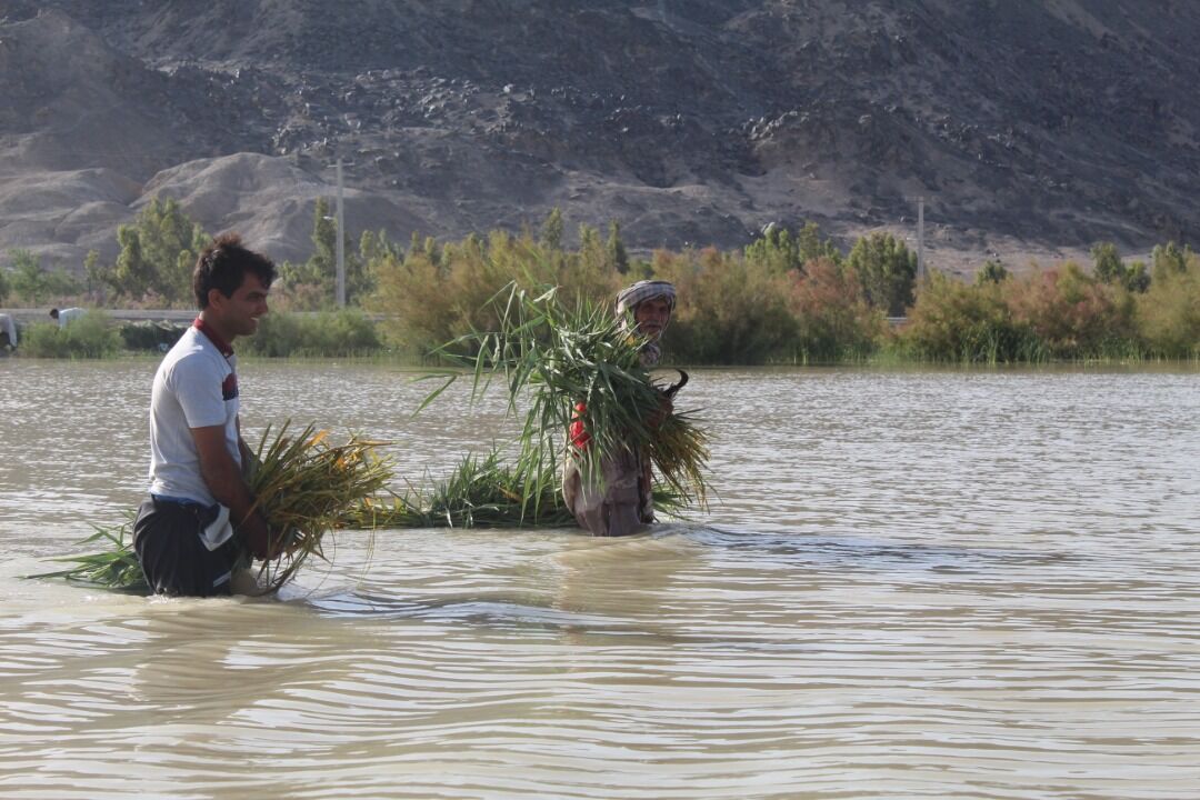 حال خوش هامون