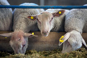 کشف حدود ۱۶ میلیارد ریال گوسفند قاچاق در پیرانشهر