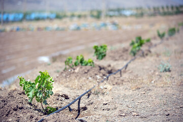 یک‌هزار هکتار زمین کشاورزی در اردستان به آبیاری نوین مجهز شد