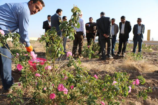 ۵۲۶ طرح اقتصاد مقاومتی در رفسنجان اجرا می‌شود