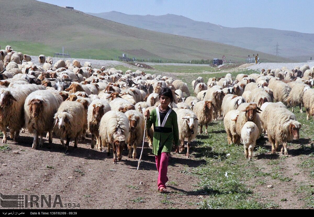 تاجران کاه و کوه مشکلات عشایر 