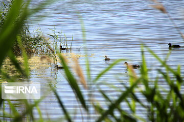 wetland