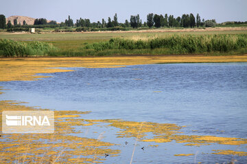 wetland