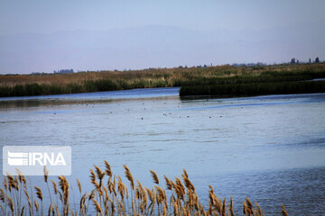 wetland