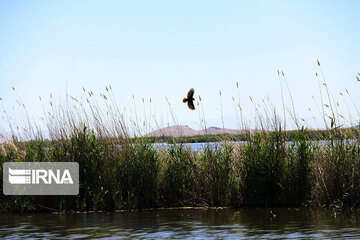 wetland