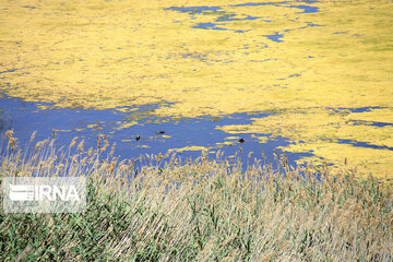 wetland