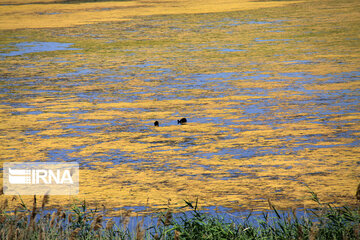 wetland