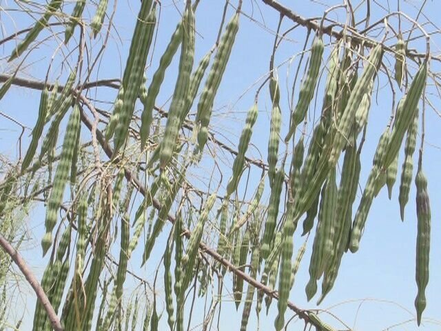 گزروغن؛ گنجی نهفته در جنوب بلوچستان