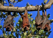 تایلند آزمایش خفاش‌ها برای کووید-۱۹ را شروع کرد