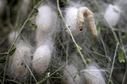 Producción y cría del gusano de seda en Jorasán del Norte
