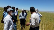 ۶۴۰ هزار تُن گندم امسال در آذربایجان‌غربی تولید می‌شود