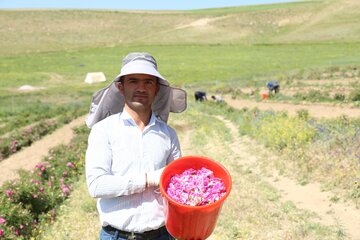 گل محمدی