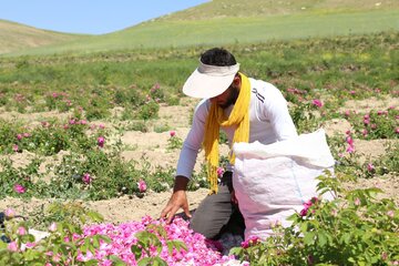 گل محمدی