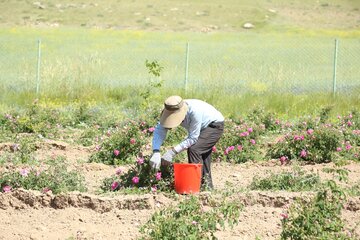 گل محمدی