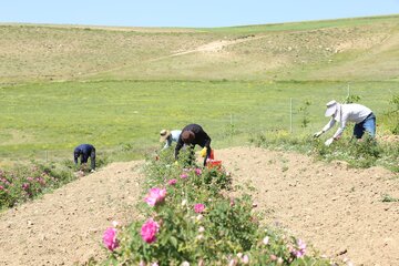 گل محمدی