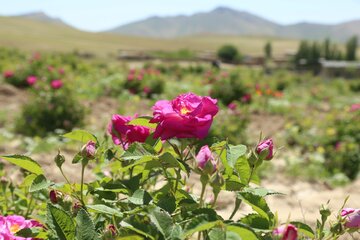 ۴۴۸ هکتار از مزارع گیاهان دارویی قم به کشت گل‌محمدی اختصاص دارد