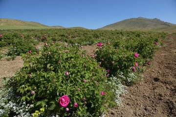 گل محمدی