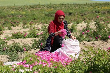 گل محمدی