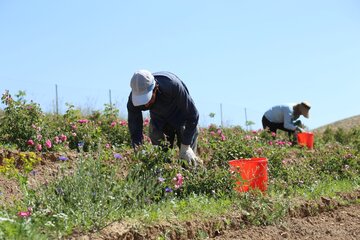 گل محمدی