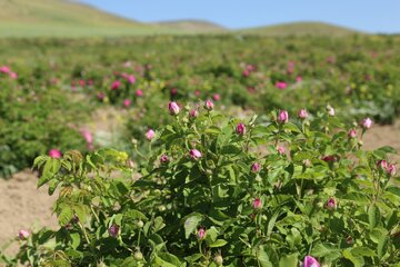 گل محمدی