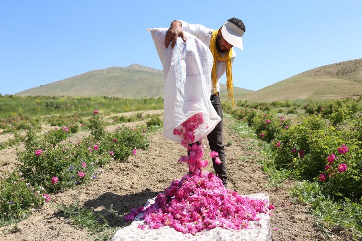 برداشت گل محمدی