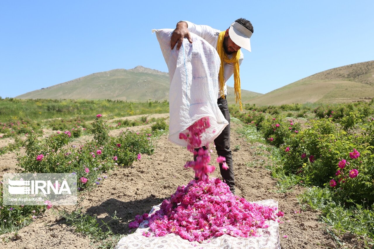 ۱۵۰ تن گل ‌محمدی در جلگه‌رخ خراسان رضوی برداشت شد