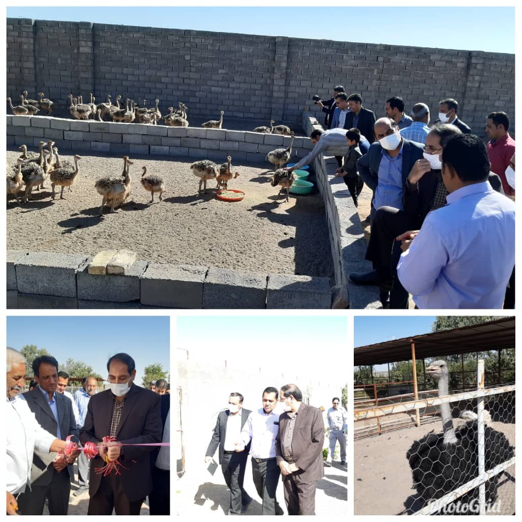 سه طرح کشاورزی در رفسنجان به بهره‌برداری رسید