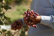 باغداران جوینی ۵۳۰۰ تن پسته برداشت کردند