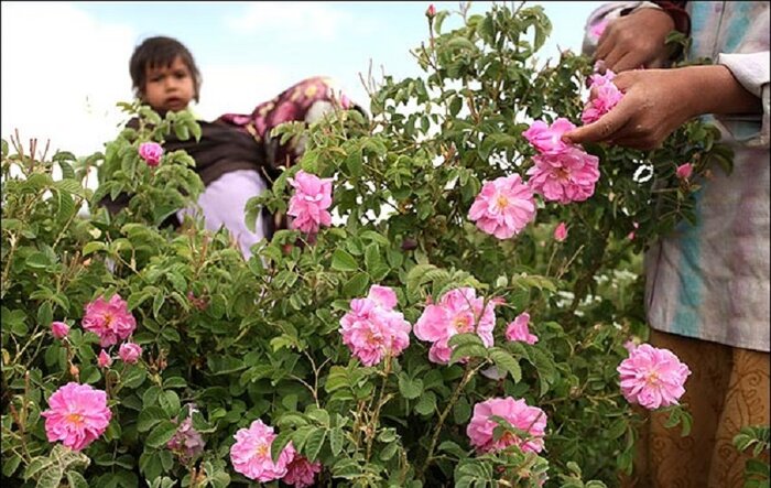 برداشت گل محمدی