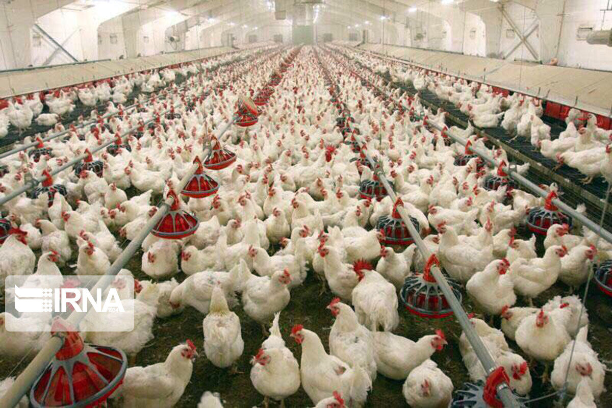 کرونا به صنعت مرغ جوین ۱۰ میلیارد ریال خسارت وارد کرد