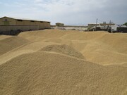 ۹۶ مرکز گندم و کلزای کشاورزان کردستان را خریداری‌ می‌کند